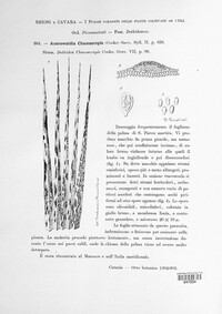 Phaeochora steinheilii image